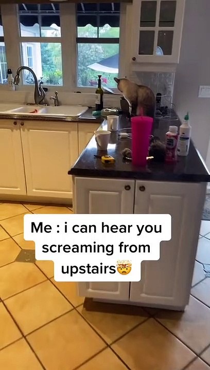 Cat Needs Affection While Feasting