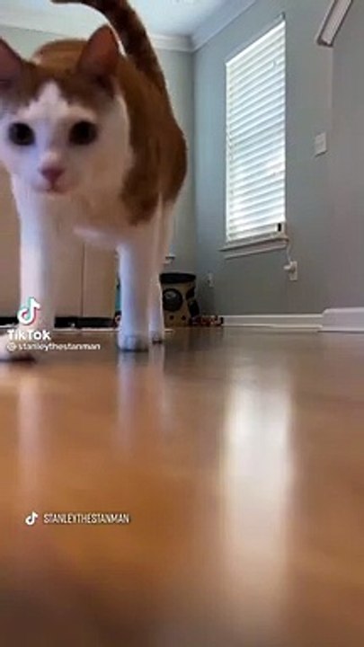 Kucing terlucu