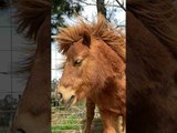 Miniature Pony Poses Like a Super Model