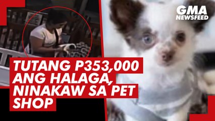 Tutang P353,000 ang halaga, ninakaw sa pet shop | GMA News Feed