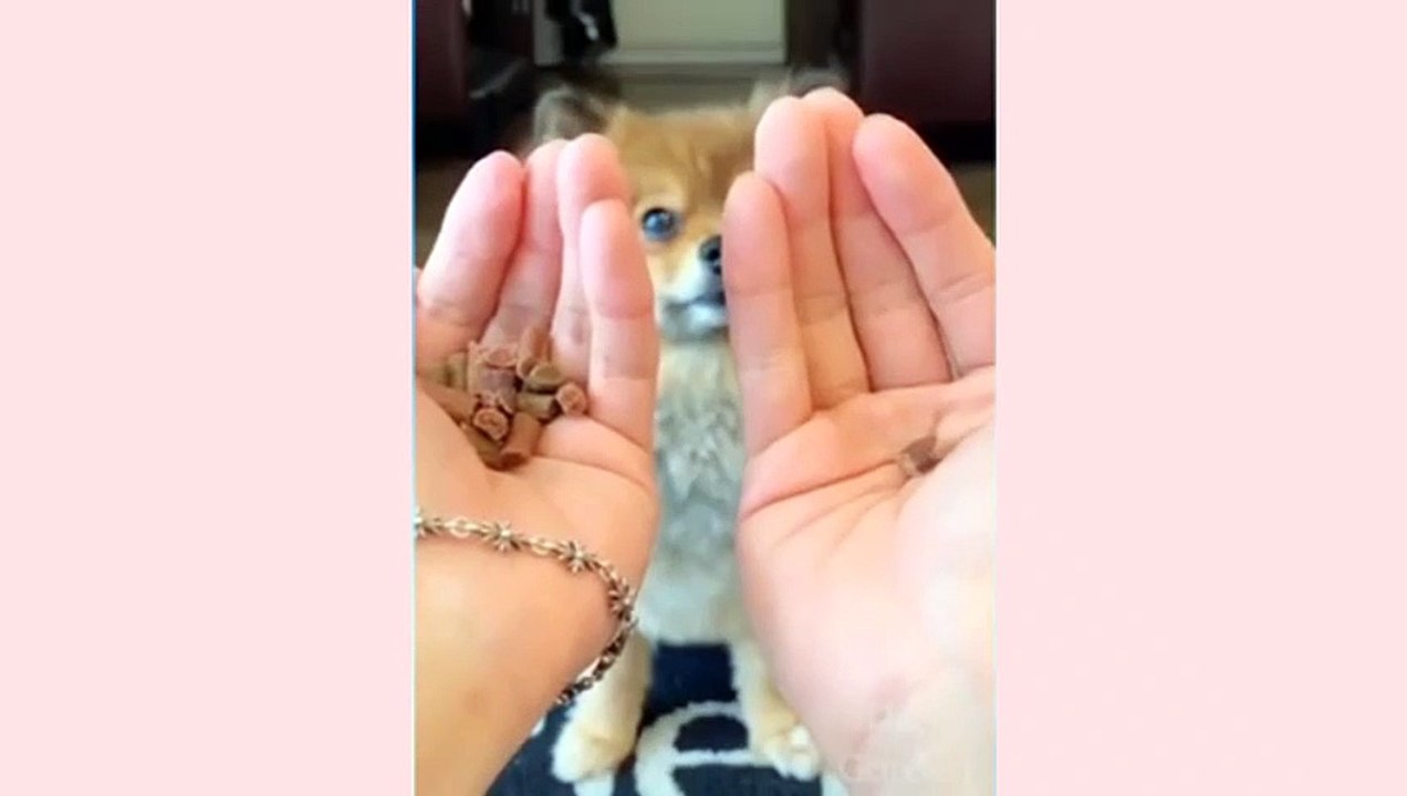 Funny And Cute Cat'S