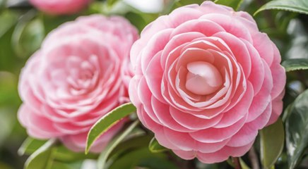 Why Camellias Are a Southern Favorite, Plus 6 Little-known Tidbits About the Flowering Shr