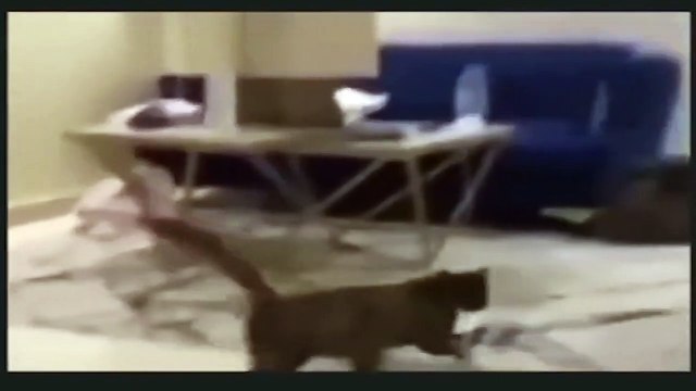 Ils vont chercher un chat errant pour se débarrasser d'une souris entrée chez eux !