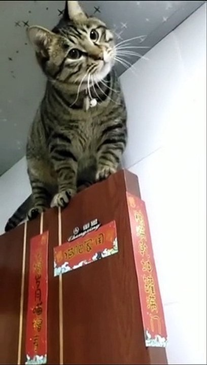 best funny cat