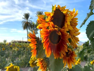 You can play and take pictures in a sunflower field here in Arizona - ABC15 Digital