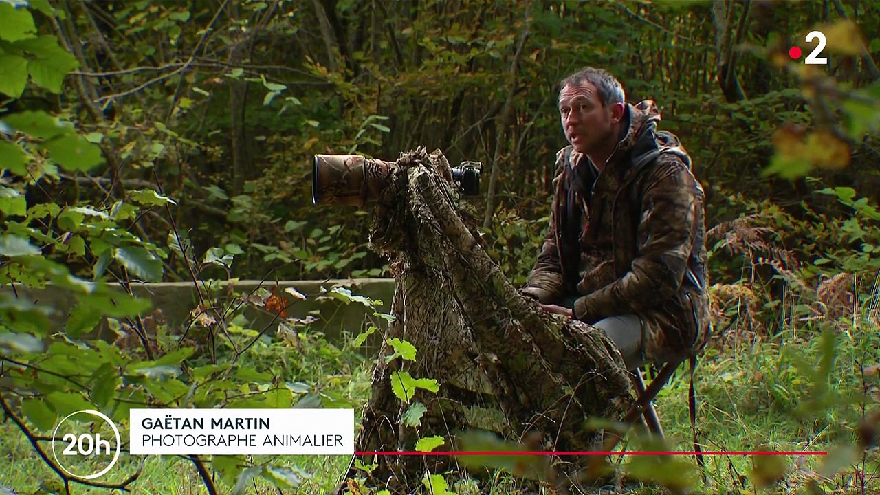 Oise : deux grands cerfs tués par des chasseurs