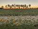 You can play and take pictures in a sunflower field here in Arizona - ABC15 Digital