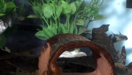 【Lamu chan】3598【ラムちゃん】