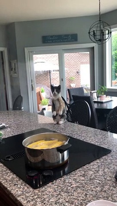 Kitten Watches Rising Steam