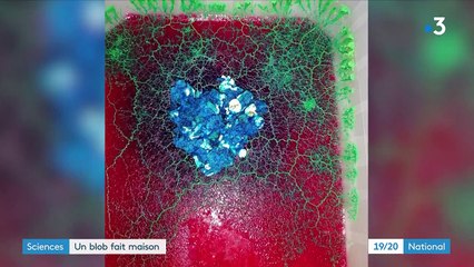 Sciences : étudier un blob à la maison