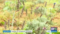 Agriculture : en Bourgogne, les exploitants s'adaptent au réchauffement climatique