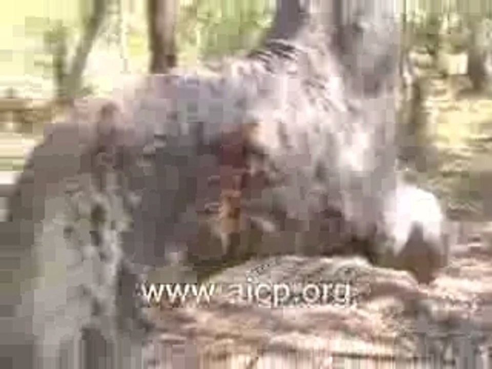 Arbre_en_inclination_vers_Kaaba