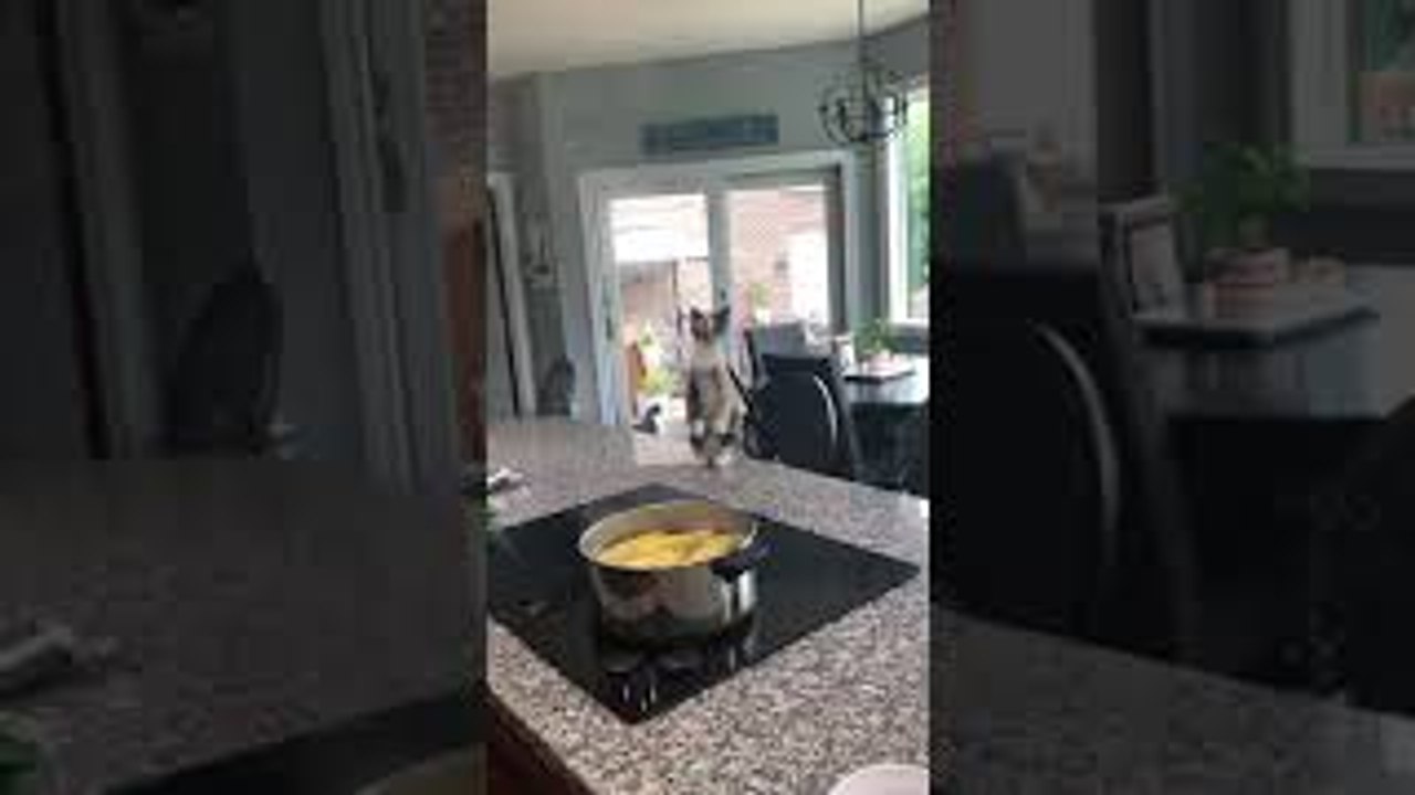 Kitten Watches Rising Steam
