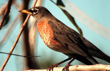 Biden Administration to Rollback Endangered Species Rules Put in Place by Donald Trump