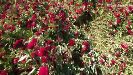Loma Blanca también es productor de flor de cempasúchil
