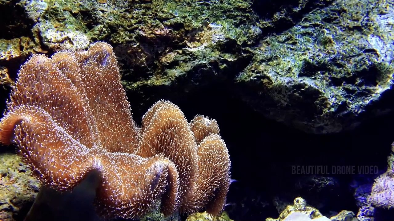 Pemandangan Alam Indah di Bawah Laut Menyejukan Mata
