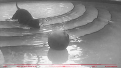 Pouya - Stuck In Admiration