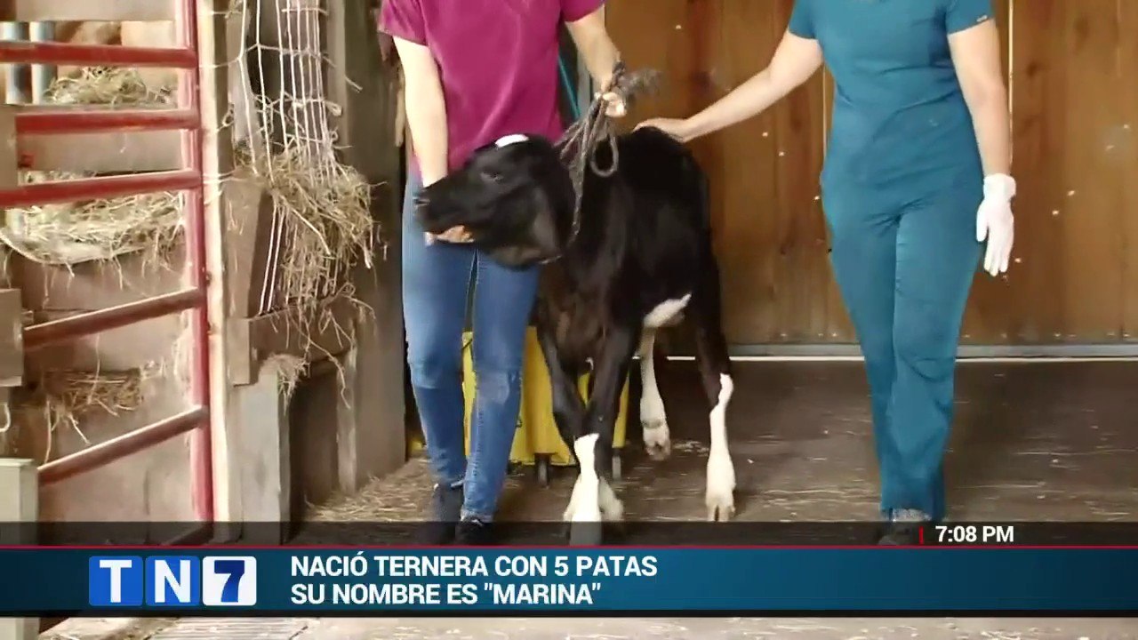 nació ternera con 5 patas