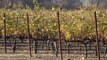 California vineyards go straight from defending against wildfires to fighting excessive rain