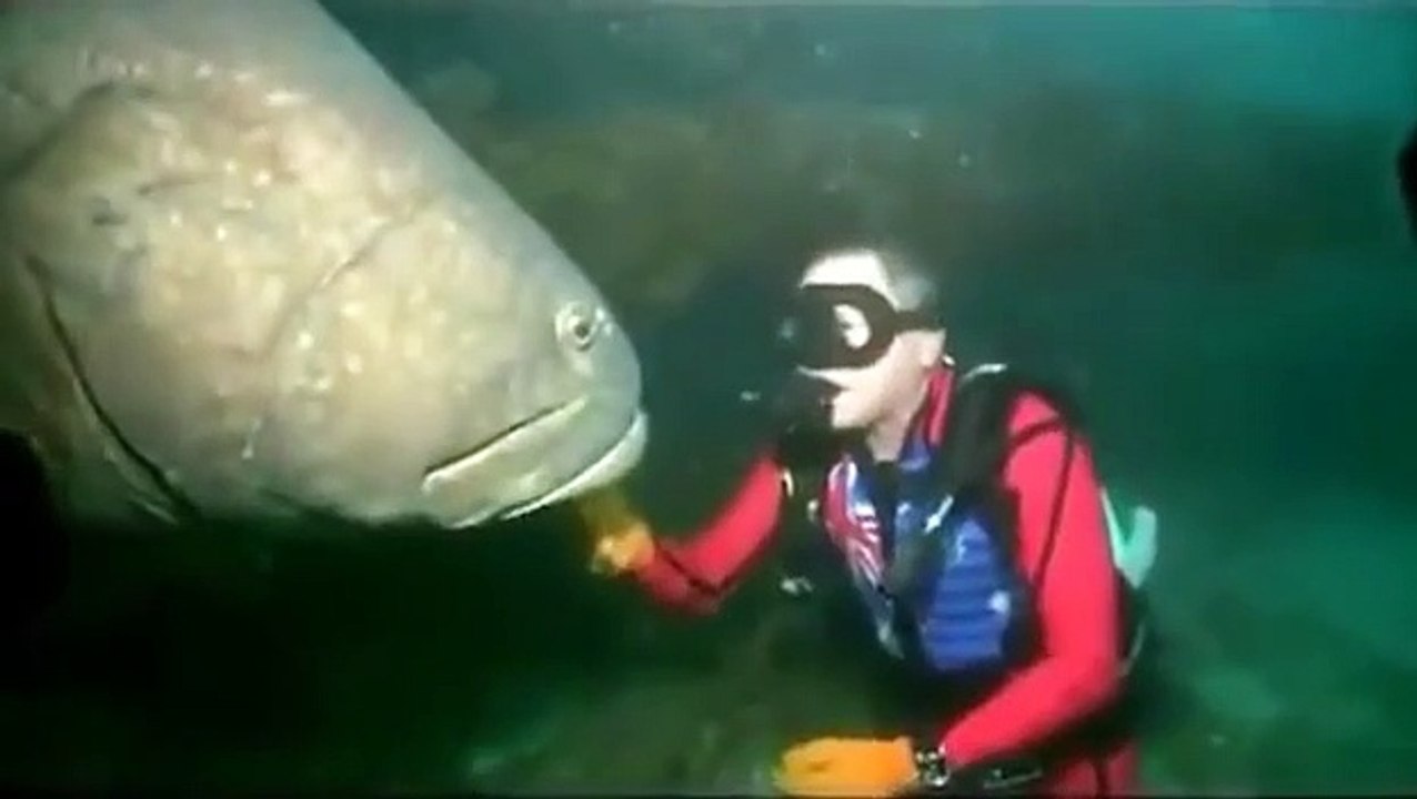 Massive Fish Bites Scuba Diver DANGER!