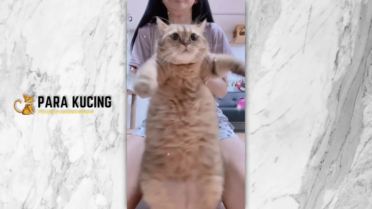 Funny cat  Cute Cat  Kucing Lucu  Kucing Imut  | 30 Cat Videos From Tiktok & Reels | #EPISODE7