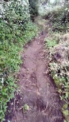 BURUNG JALAK GUNUNG LAWU YANG PENUH MISTERI