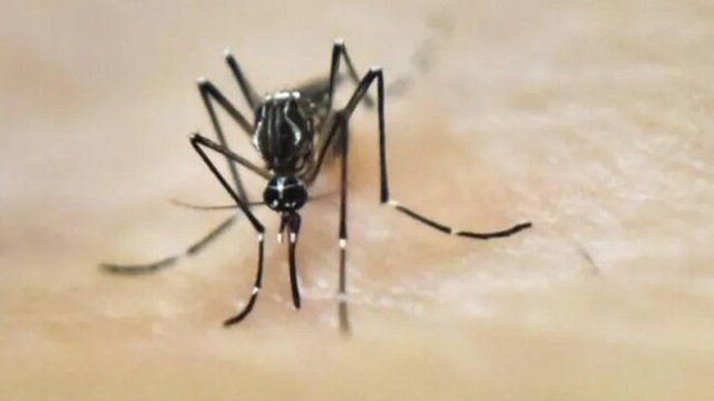 Dengue cases rise in Gurugram, over 200 cases reported in last one month