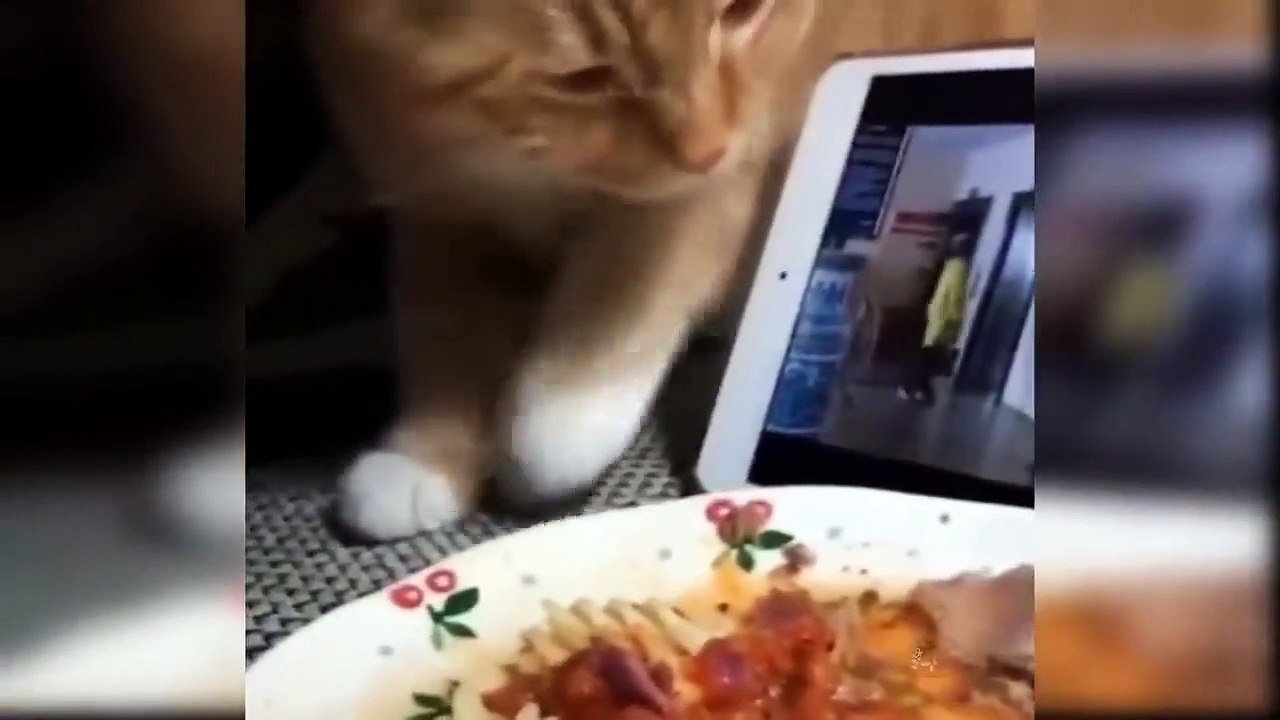 Baby Cats - Cute and Funny Cat Videos Compilation #20