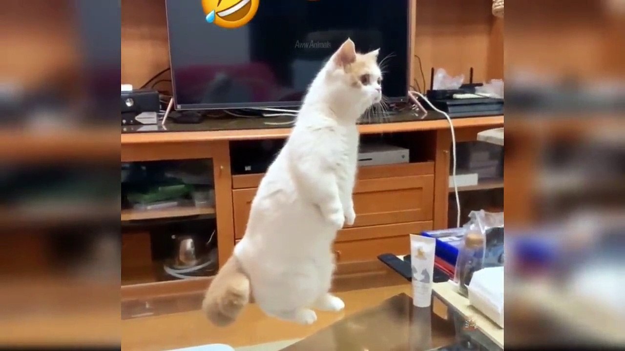 Baby Cats - Cute and Funny Cat Videos Compilation #22