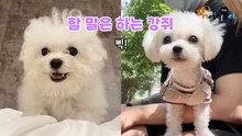자기주장 확실한 강아지 "어려도 할 말은 하개! 삑!"