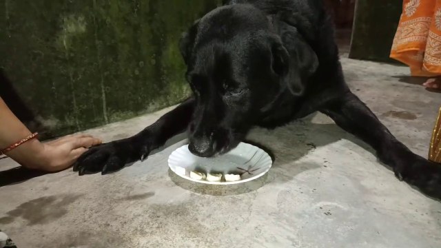 ছানার তুলতুলে নরম রসমালাই তৈরির সহজ রেসিপি খুবই সুস্বাদু একটি মিষ্টি | bangli roshmalai recipe 2021 | BKitchen Bangla