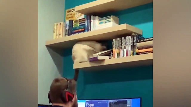 TRY NOT TO LAUGH - Best TikTok 2021 - Funny Videos Compilation 2021