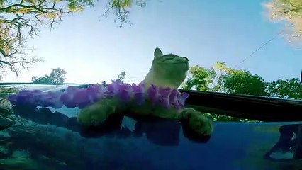 Kitty Cruises in Style for International Cat Day