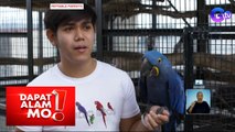 Dapat Alam Mo!: Isang pamilya, 40 parrots ang alaga!
