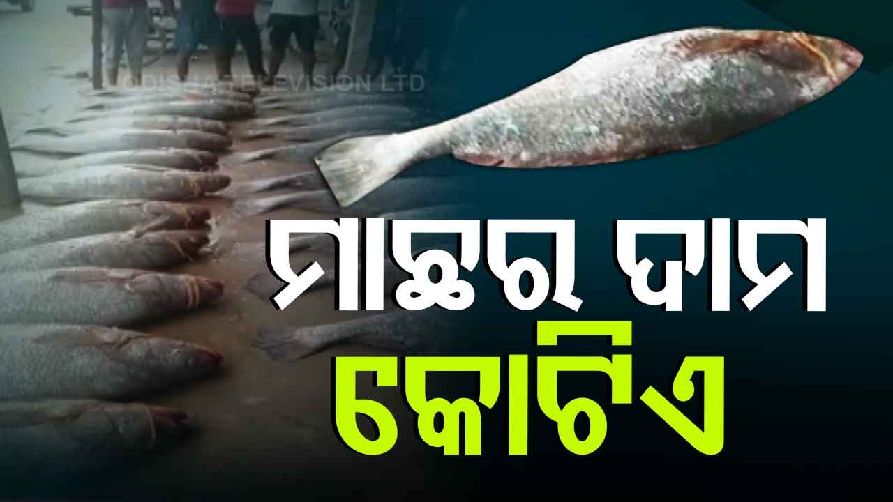 33 Bhola Fish Sold For Rs 1 Crore In Digha