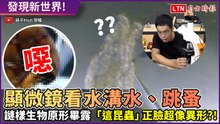 顯微鏡下全現形！水溝水超多蠕動生物 「這昆蟲」正臉超像異形！
