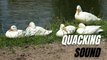Duck Sound Effects and Calls | Quacking Sound Effects | Kingdom Of Awais