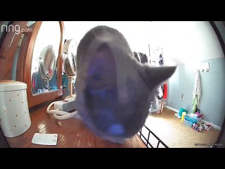 Curious Kitty Investigates New Camera