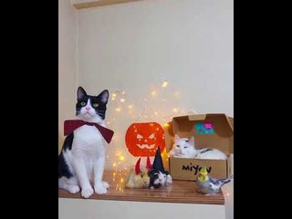 Pets Play Dress-up Together for Halloween
