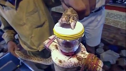 Kobra zehrinin insan kanıyla olan testi herkesi şaşkına çevirdi