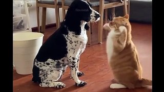 Best Of The 2021 Funny Animal Videos