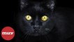 ¿De dónde vienen las supersticiones relacionadas con los gatos negros?