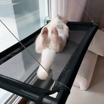 Un chat mignon en mode relax !