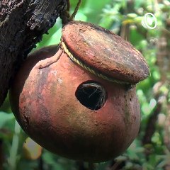 Couple Builds Sparrow Nest For Bird Protection In Mangalore