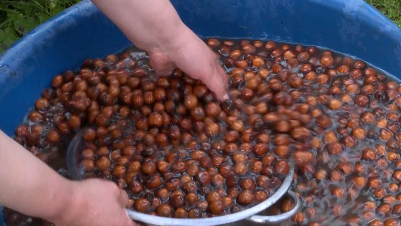 Producteurs de noisettes contre Ferrero : Nutella déclenche la colère des fermiers turcs