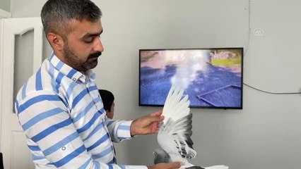 Güvercin "Bulut"a 13 yıldır çocuğu gibi bakıyor