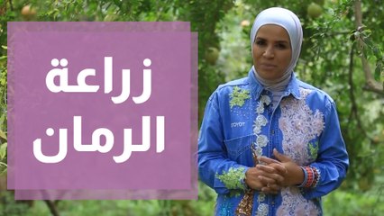 مالا تعرفه عن زراعة الرمان في لواء القورة مع المهندسة أمل القيمري