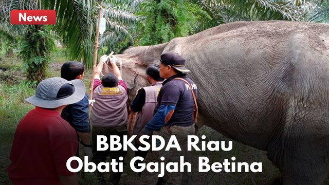 SEMAKIN KURUS !! BBKSDA RIAU OBATI GAJAH BETINA YANG SAKIT !