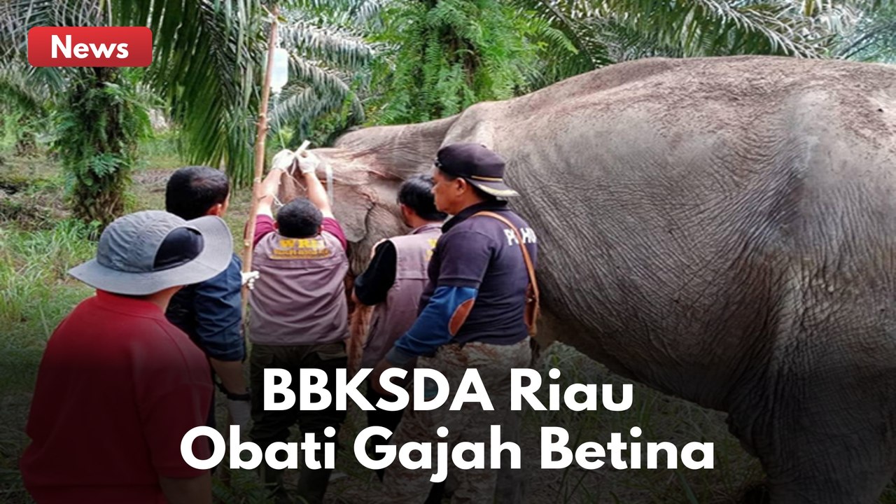 SEMAKIN KURUS !! BBKSDA RIAU OBATI GAJAH BETINA YANG SAKIT !