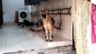 German Shepherd Barking Sound Effect Video
